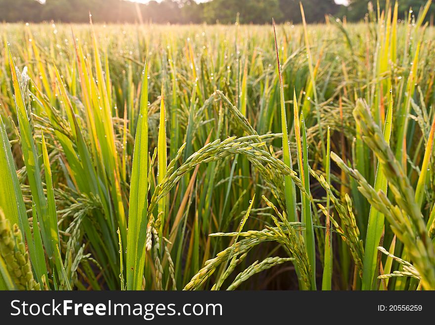 Rice paddy closeup in the morning