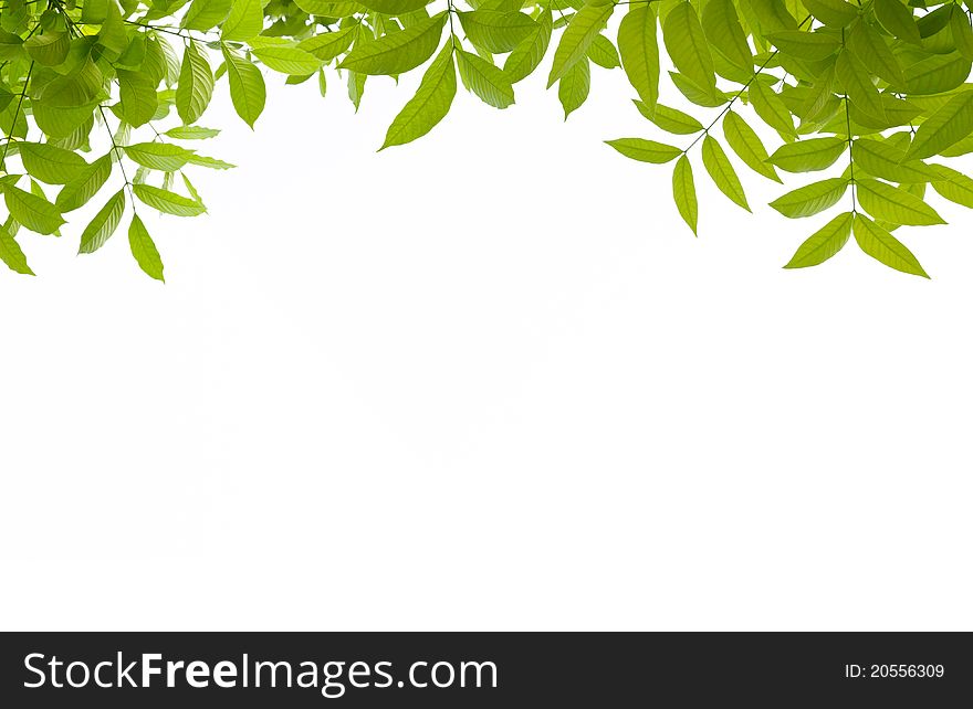 Green leaf isolated on white background