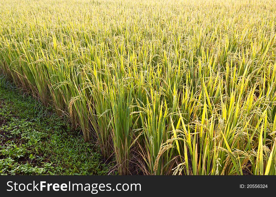 Rice paddy closeup in the morning