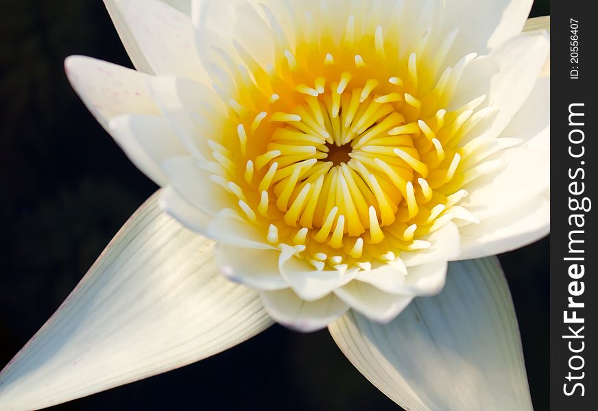 White waterlily in the dark water