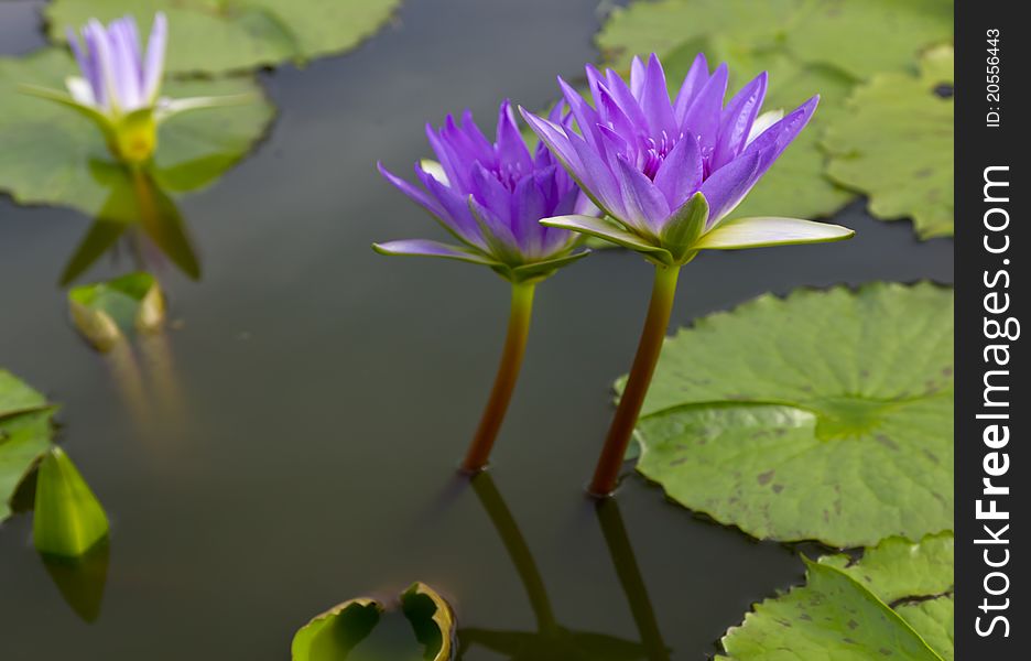 Violet lotus and green leaves in water