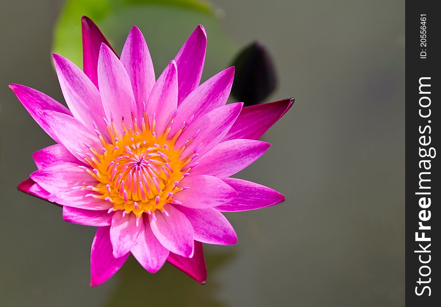 Pink lotus flower in the lake