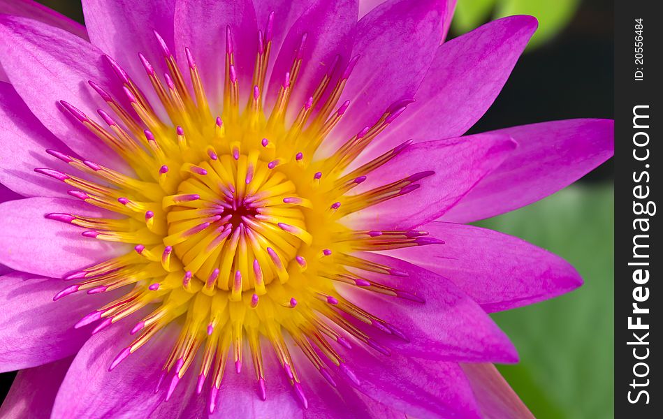 Closeup pink lotus flower and green leaf