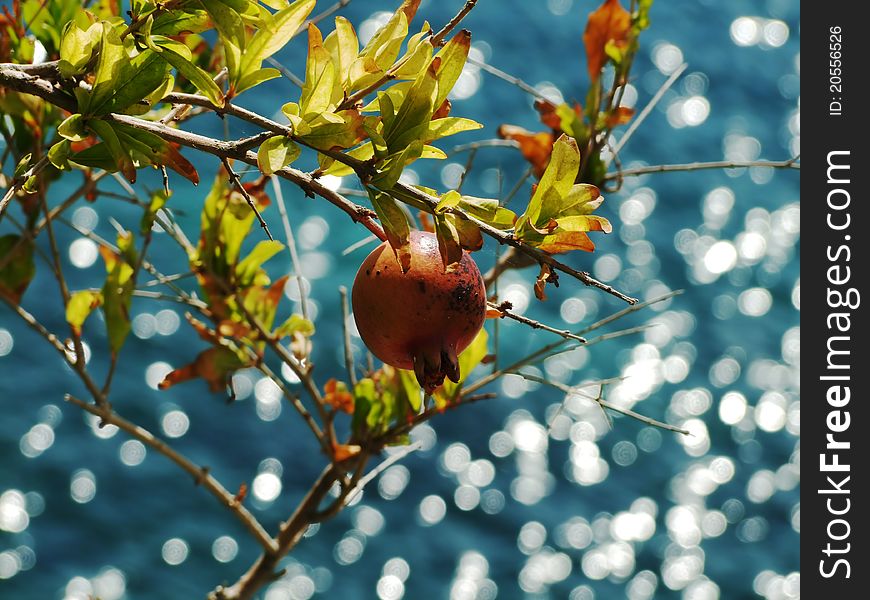 Pomegranate with sea reflection in Greek. Pomegranate with sea reflection in Greek.