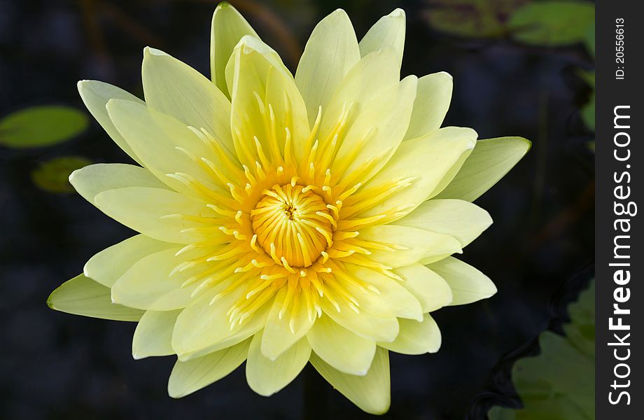 Closeup yellow waterlily in the dark water