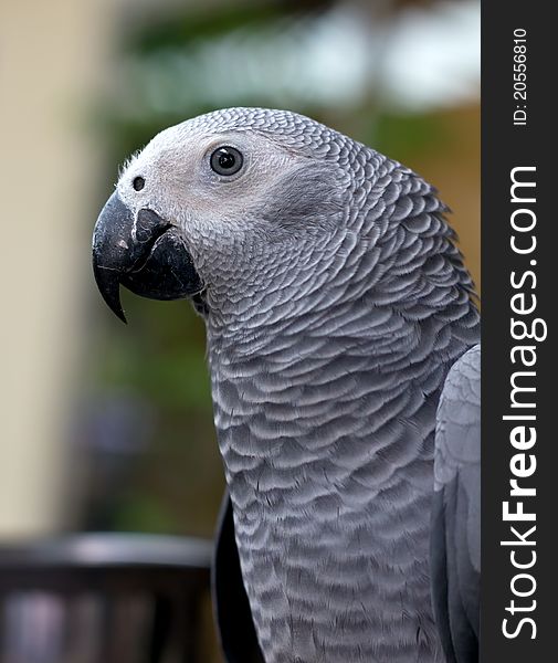 African gray parrot and white face