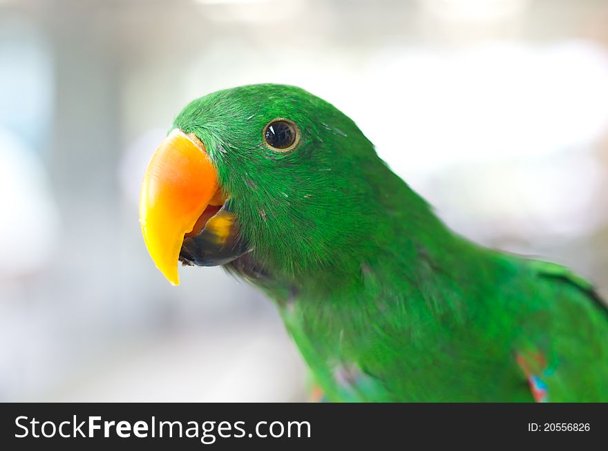 Closeup head green parrot and beautiful background. Closeup head green parrot and beautiful background