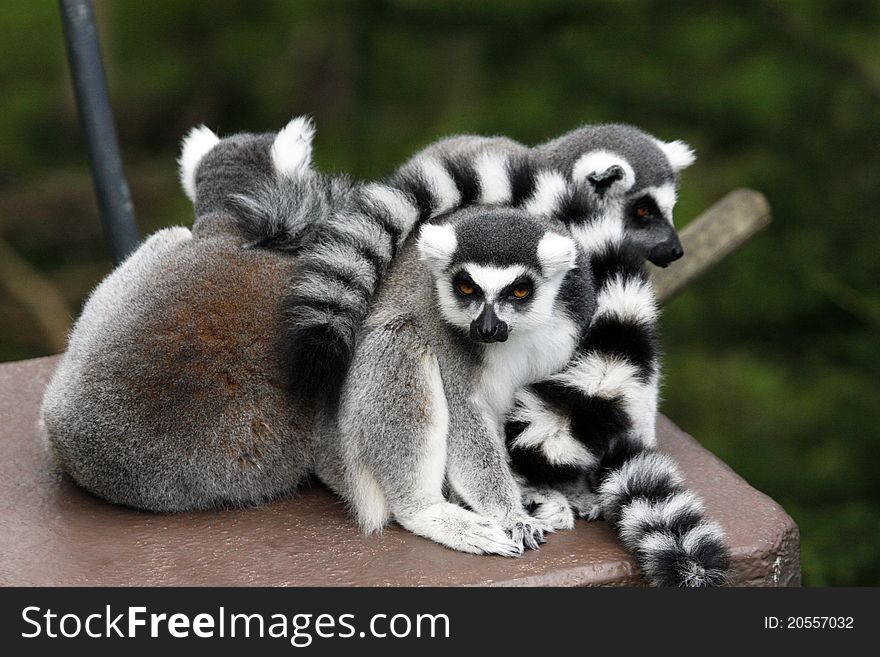 Family of lemurs curled in a ball. Family of lemurs curled in a ball