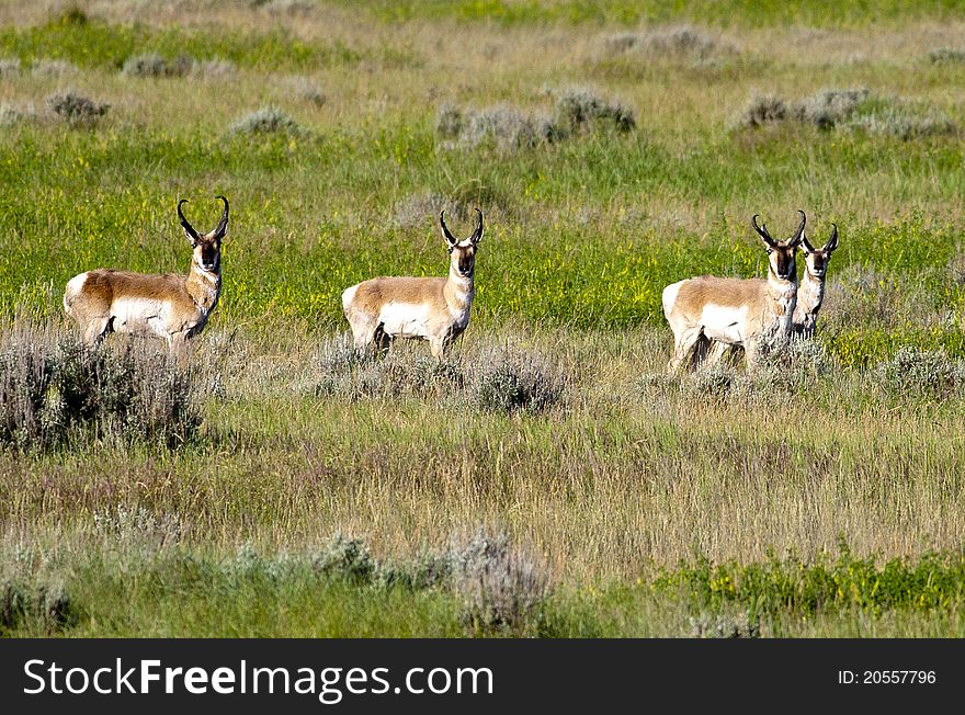 Herd of pronghorn.