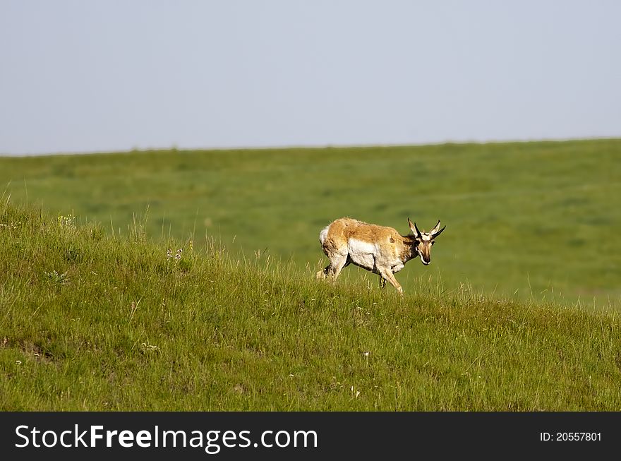 A pronghorn deer stands in a field on the side of a hill. A pronghorn deer stands in a field on the side of a hill.