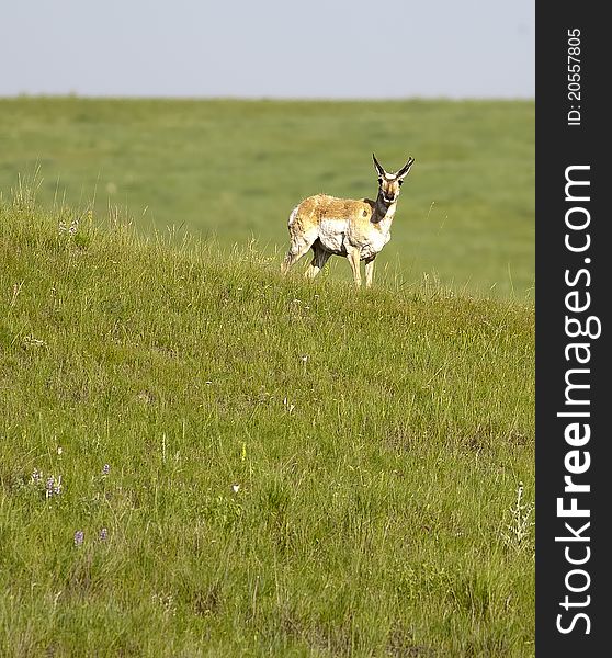 A pronghorn deer stands in a field on the side of a hill. A pronghorn deer stands in a field on the side of a hill.