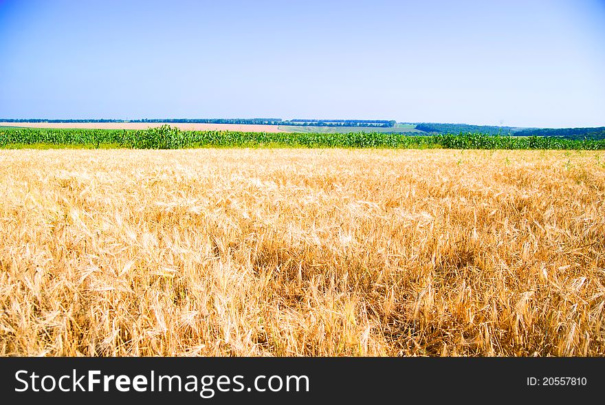 Yellow ripe rye against a blue sky