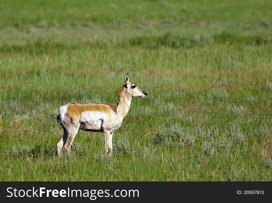 Pronghorn Deer In Field.