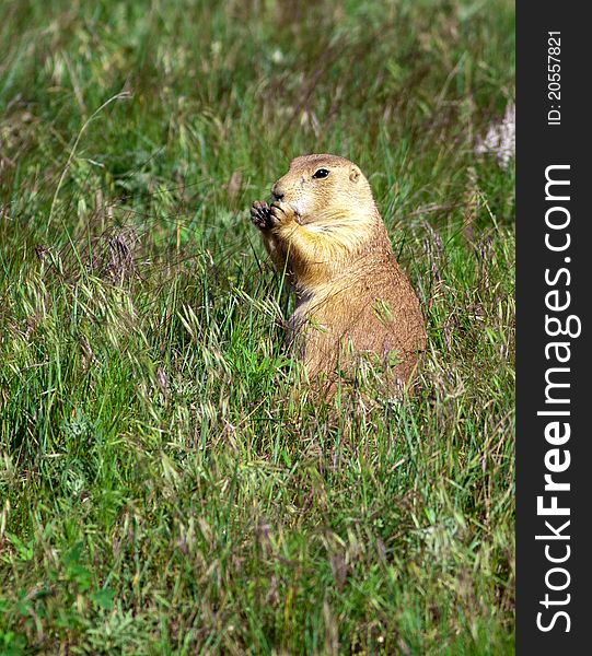 Prairie Dog Feeds On Grass.