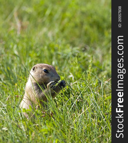 A prairie dog feeds on blades of grass on a sunny day. A prairie dog feeds on blades of grass on a sunny day.