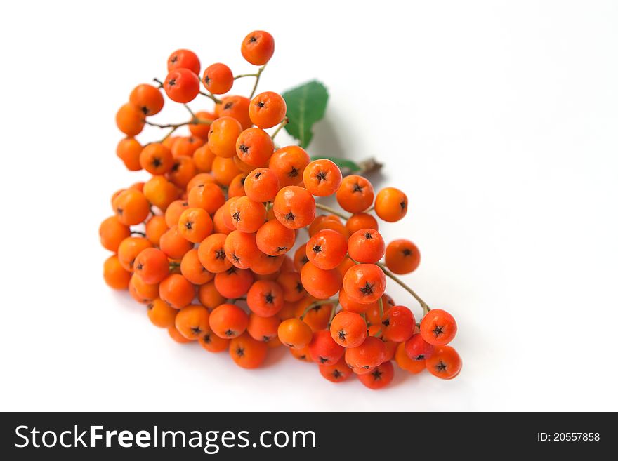 Bunch ï¿½owan isolated on a white background. Bunch ï¿½owan isolated on a white background