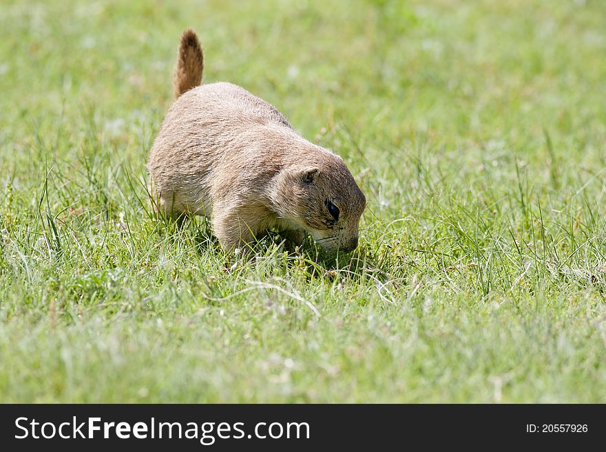 A prairie dog sniffs the ground seemingly in search for food. A prairie dog sniffs the ground seemingly in search for food.