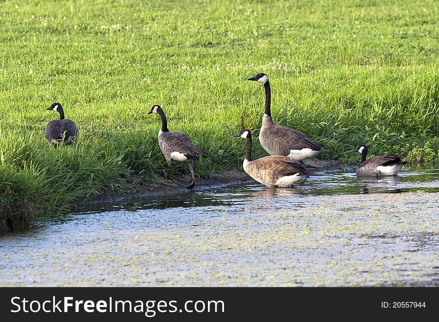 A small group of geese walk out of the water onto land. A small group of geese walk out of the water onto land.