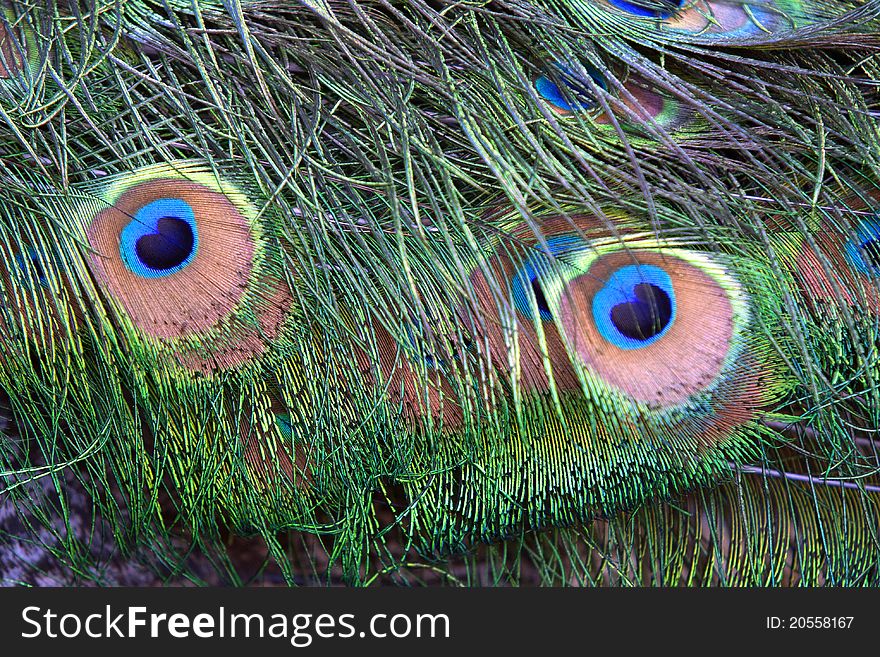Abstract Peacock Feathers.