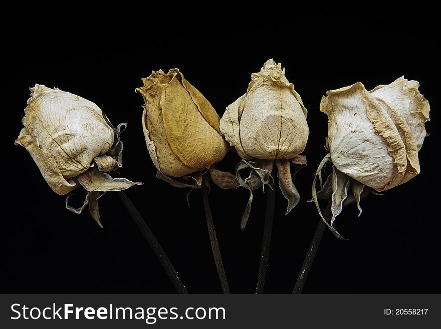 A collection of dried roses with faded petals  clinging precariously to their respective stems