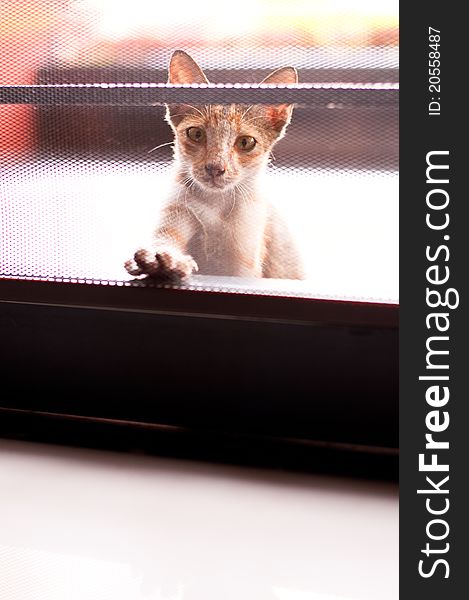 A kitten begging for food outside the mesh door. A kitten begging for food outside the mesh door