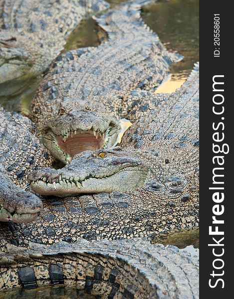 A ferocious crocodile in a farm in Sumatra