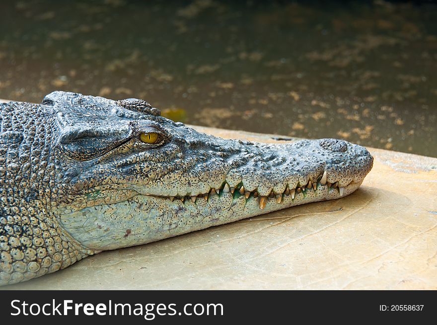 A ferocious crocodile in a farm in Sumatra