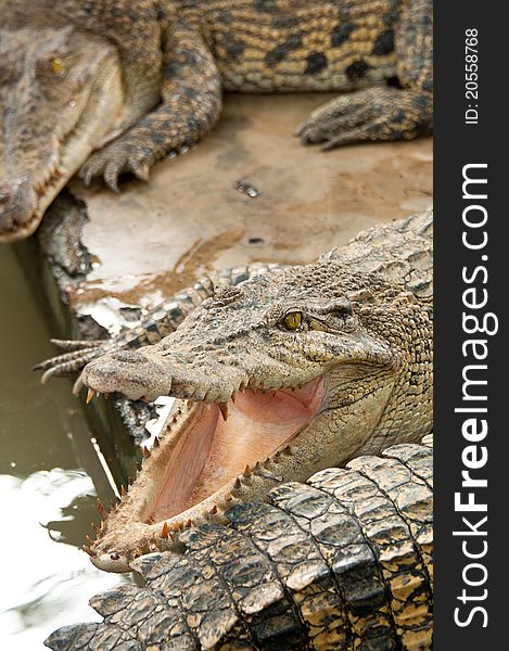 A ferocious crocodile in a farm in Sumatra