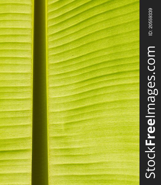 Back lit fresh green banana leaf used for backgrounds