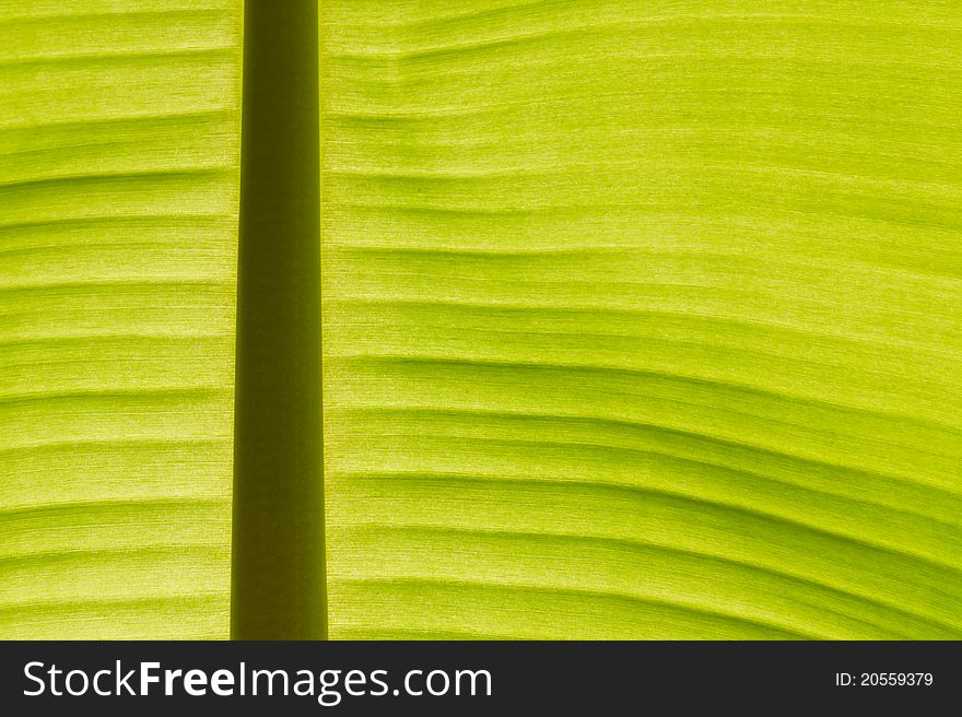 Back lit fresh green banana leaf used for backgrounds