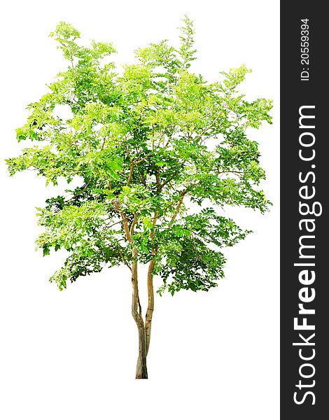 Green tree. The white trim on the back. Green tree. The white trim on the back