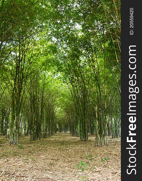 Bamboo trees growing in tranquil forest,Thailand