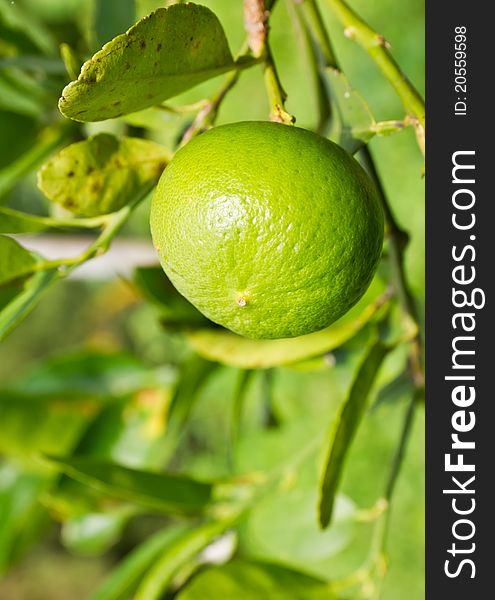 Green lemon on the tree among the leaves