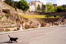 Cat, Roman Theater In Trieste Stock Image Cat, Roman Theater In Trieste Stock Image