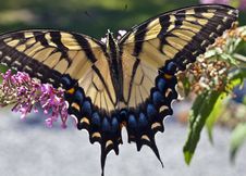 Eastern Tiger Swallowtail (Papilio Glaucus) Royalty Free Stock Photos Eastern Tiger Swallowtail (Papilio Glaucus) Royalty Free Stock Photos