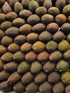 Avocados Stock Images Avocados Stock Images