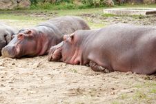 Hippopotamus Royalty Free Stock Photos Hippopotamus Royalty Free Stock Photos