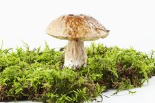 Boletus (Boletus Edulis) Stock Photography Boletus (Boletus Edulis) Stock Photography