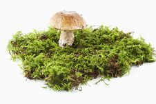 Boletus (Boletus Edulis) Stock Images Boletus (Boletus Edulis) Stock Images