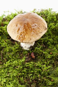 Boletus (Boletus Edulis) Royalty Free Stock Photos Boletus (Boletus Edulis) Royalty Free Stock Photos