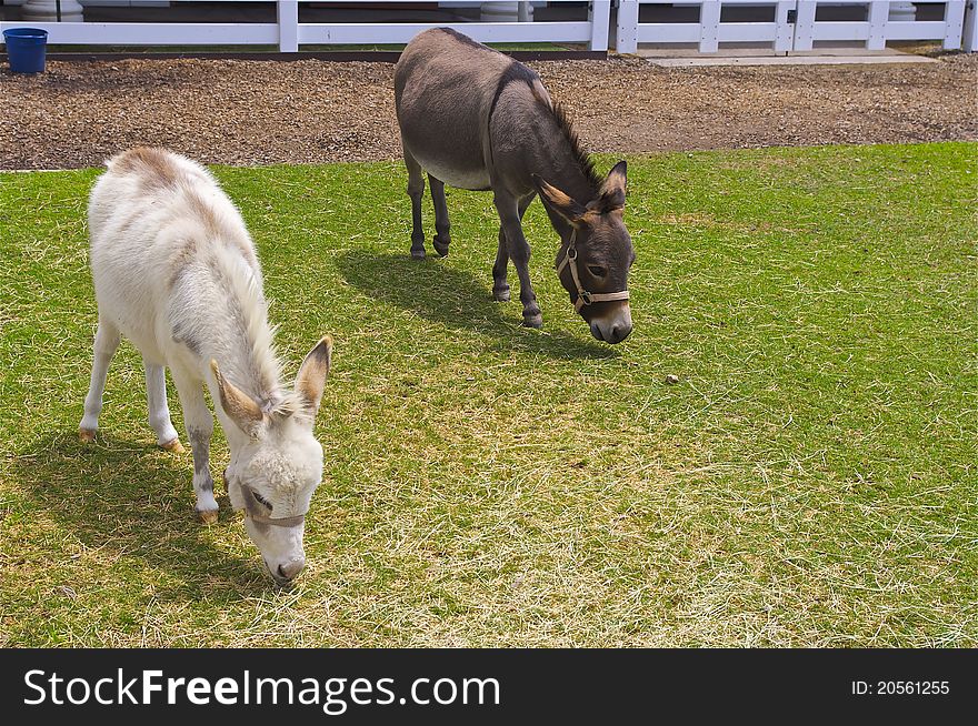 A white donkey and a brown donkey eating grass in the barn yard. A white donkey and a brown donkey eating grass in the barn yard