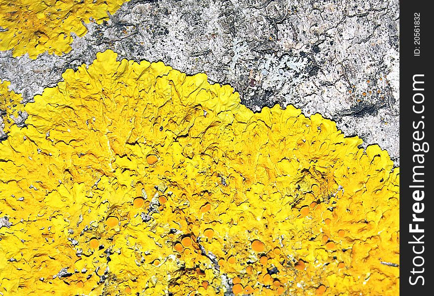 Yellow moss on cortex of old tree. Yellow moss on cortex of old tree