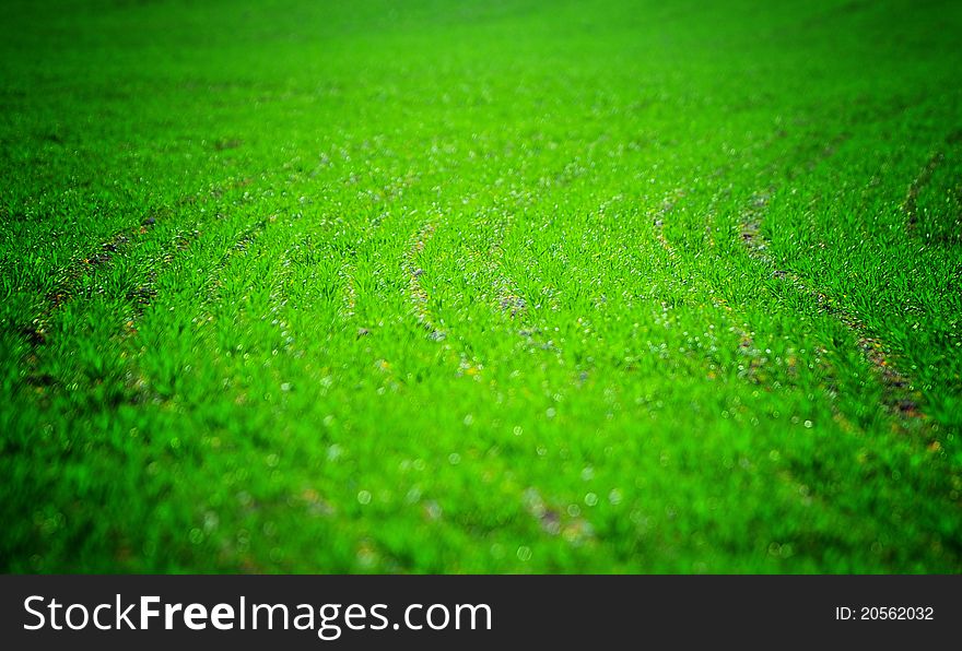 A vivid green grass pattern - copy space