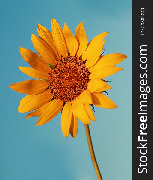 Sunflower on a blue sky.