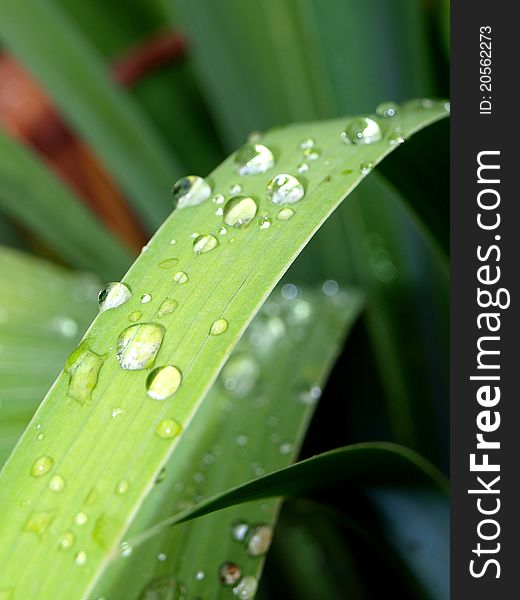 Dew drops on a grass