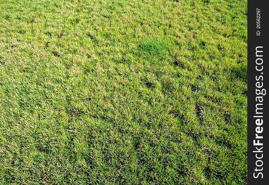 Lawn Of A Green Grass
