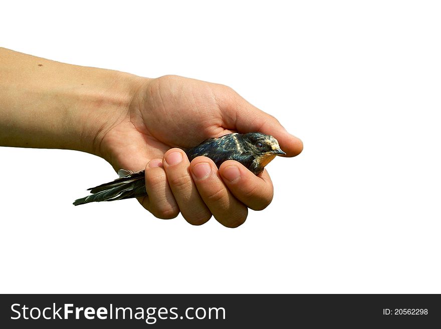 The children's hand holding a swallow on a white background