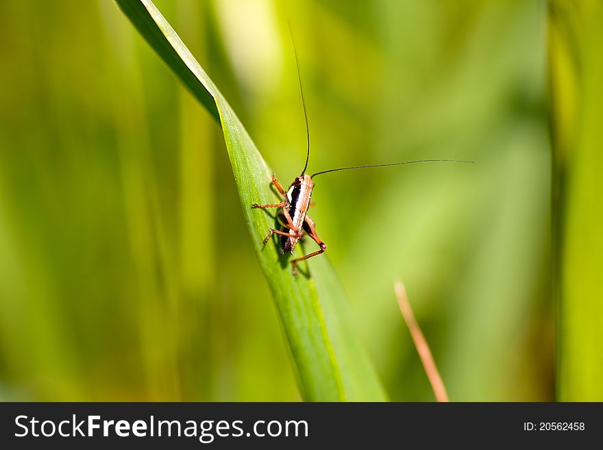 Grasshopper On Leaf