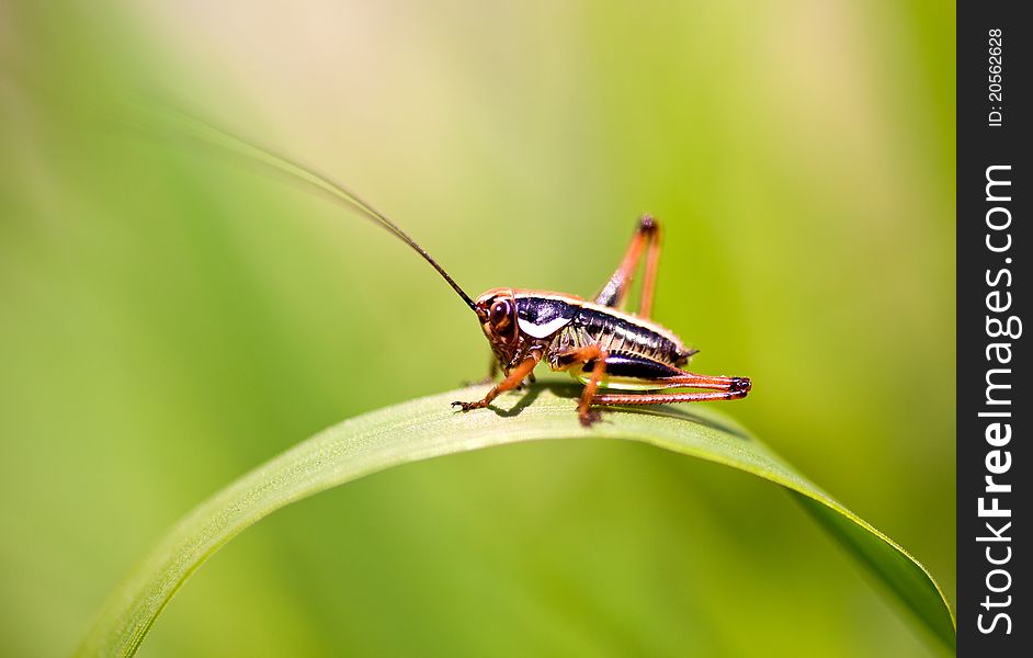 Grasshopper On Leaf