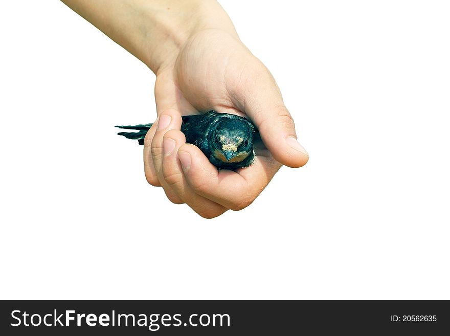 The children's hand holding a swallow on a white background